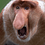OrganicEggnon