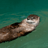 Otter_Swimmer