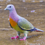 Rainbow_Metal_Pigeon